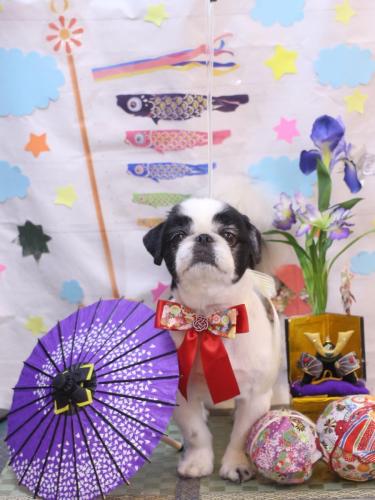 20240508大福くん